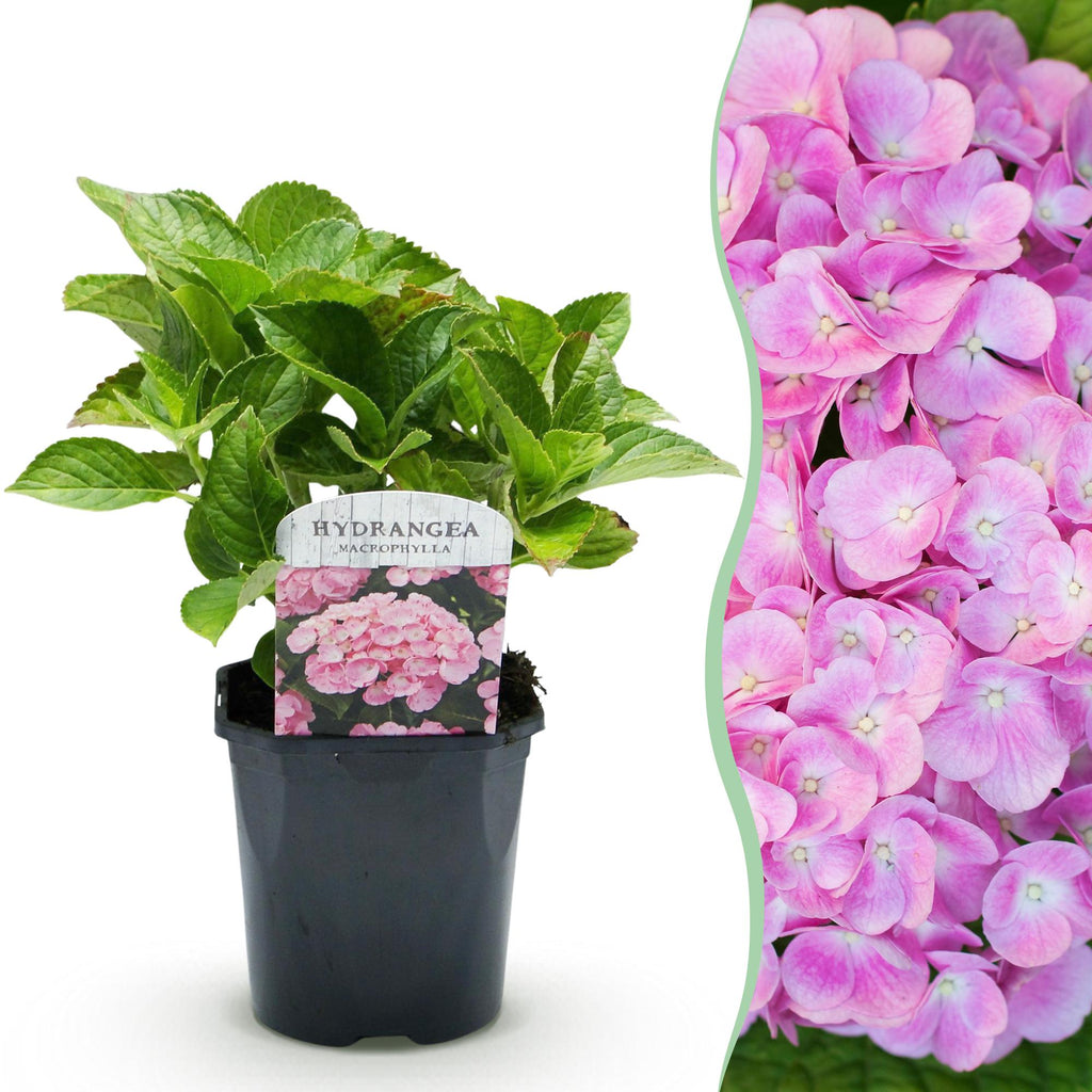 Hortensie, Hydrangea macrophylla Rosa, Blüte Rosa, 1 Pflanze, Laubabwerfend, Wenig Pflege, Topf 17 cm 30 cm