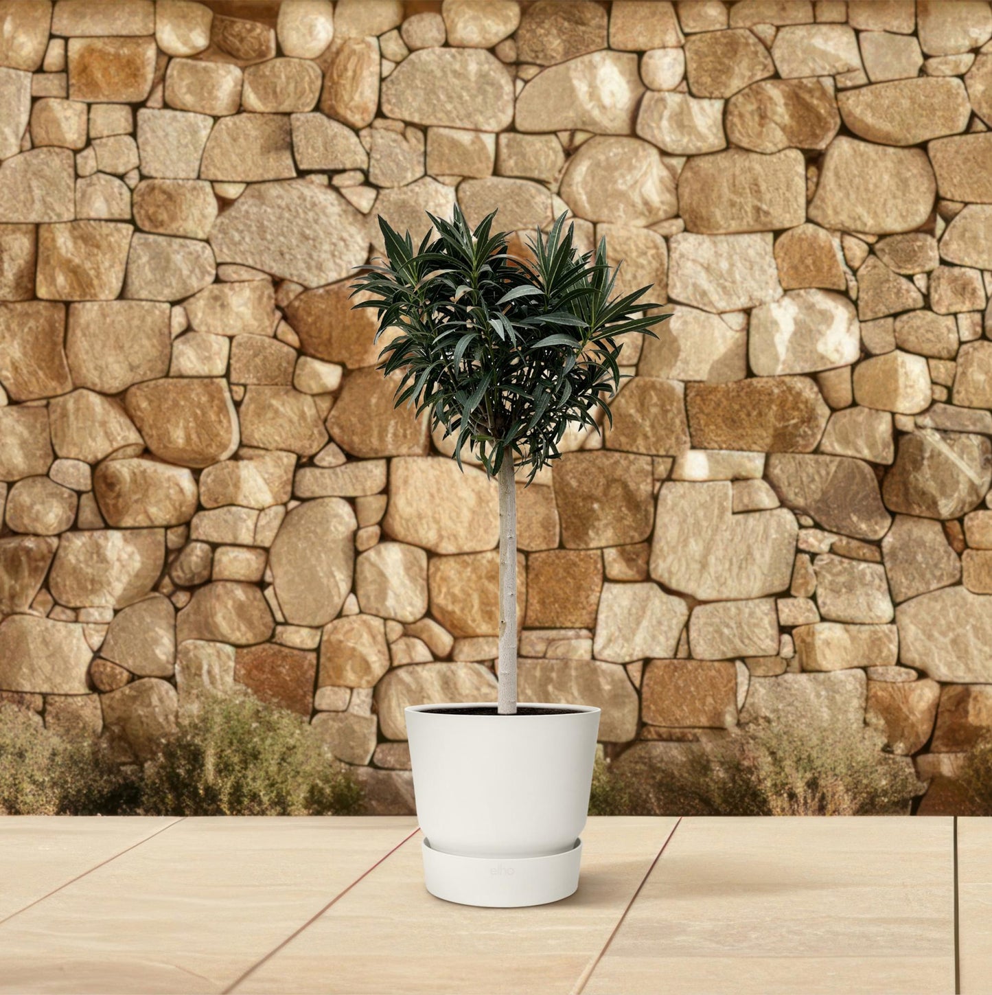 Nerium oleander auf Stamm mit weißer Blüte – 200 cm – Ø35