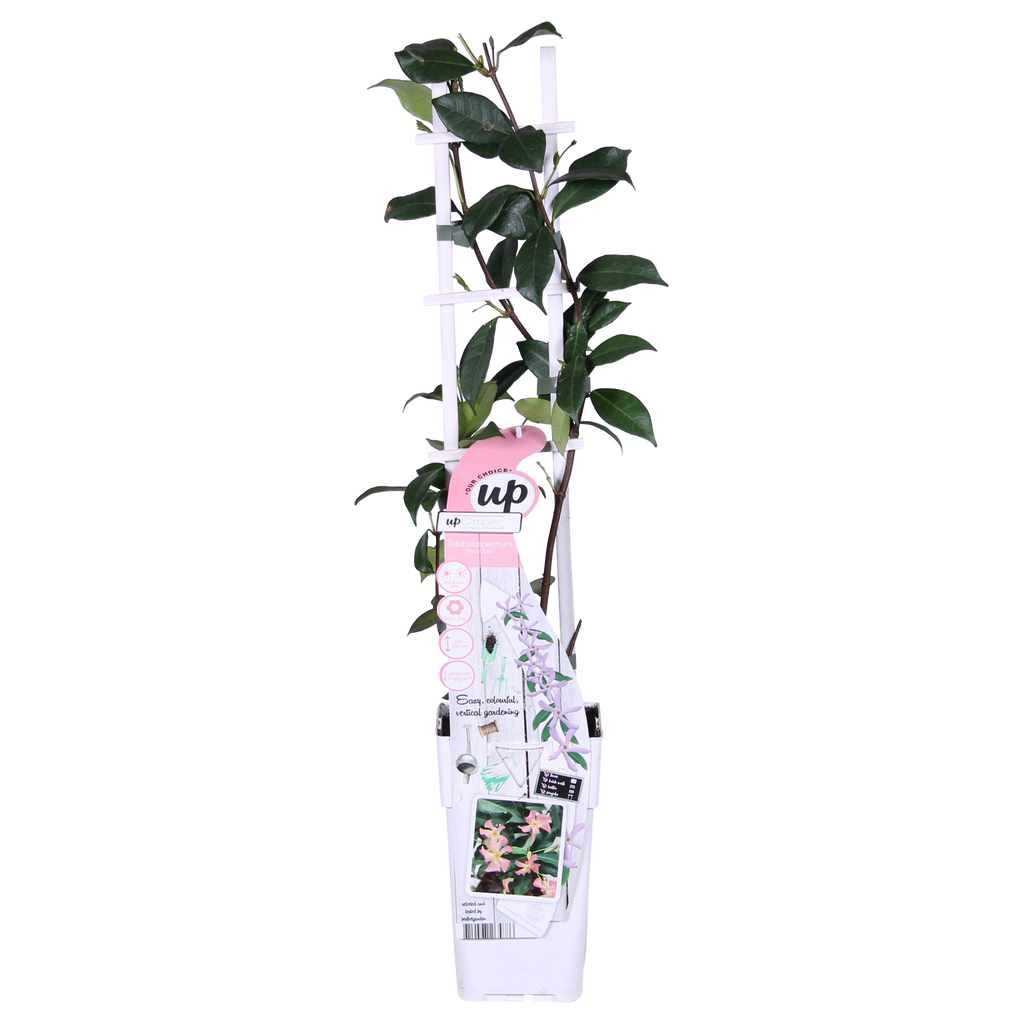 Trachelospermum 'Star of Ibiza', Toskanischer Jasmin Rosa, Ø15 cm, 65 cm