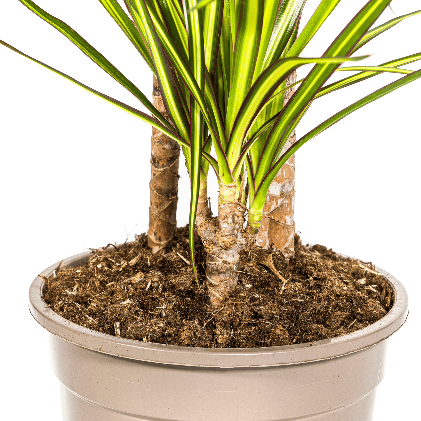 Dracaena Marginata Sunray Ø21cm - ↕100-110cm - Botanic-Vibes