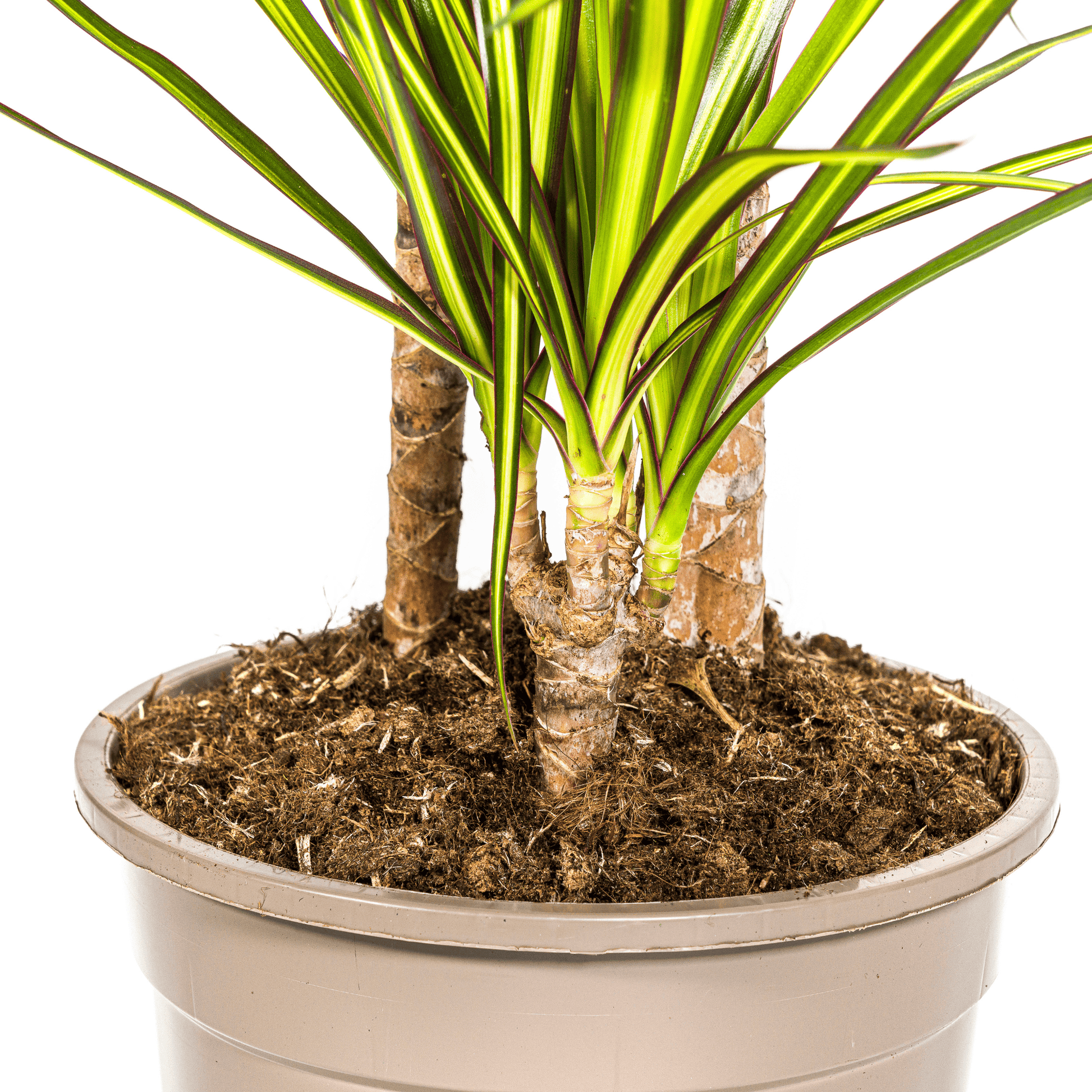 Dracaena Marginata Sunray Ø21cm - ↕100-110cm - Botanic-Vibes