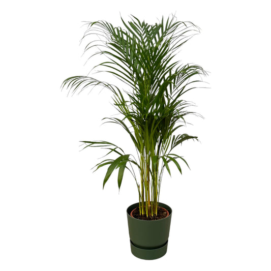 Areca-Palme – 110 cm – Ø21 inklusive elho Greenville Round Grün D24×H23
