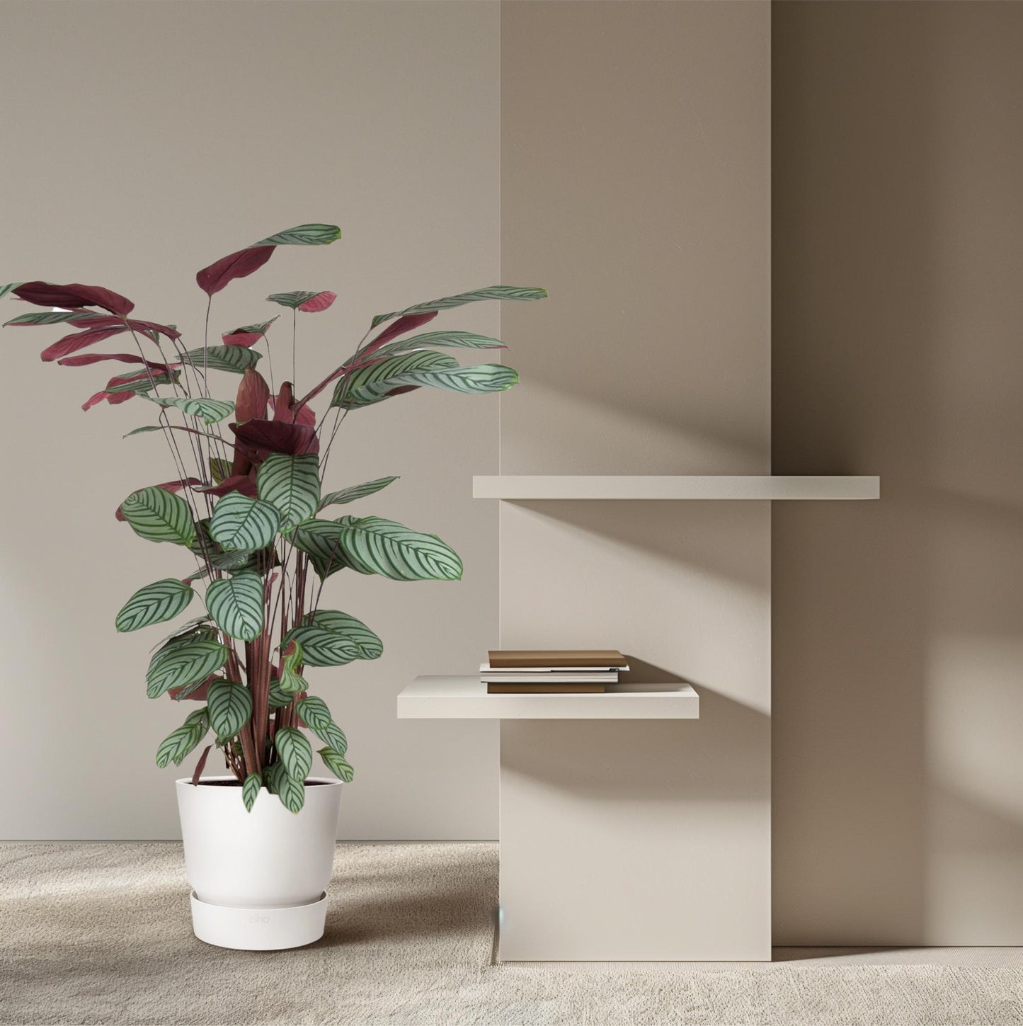Calathea Oppenheimiana – 130 cm – ø27