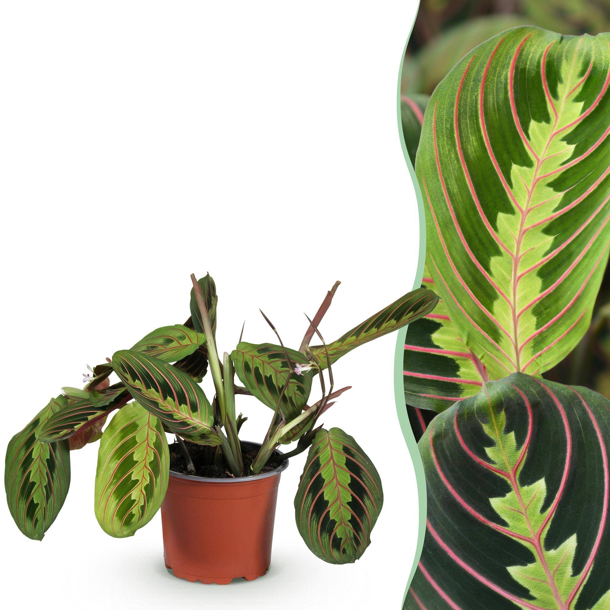 Green boutiQ, Zimmerpflanze, Maranta Fascinator Tricolour, Gebetsblatt, Haustierfreundliche Pflanze, Grün, Topf 12cm, Höhe 25cm