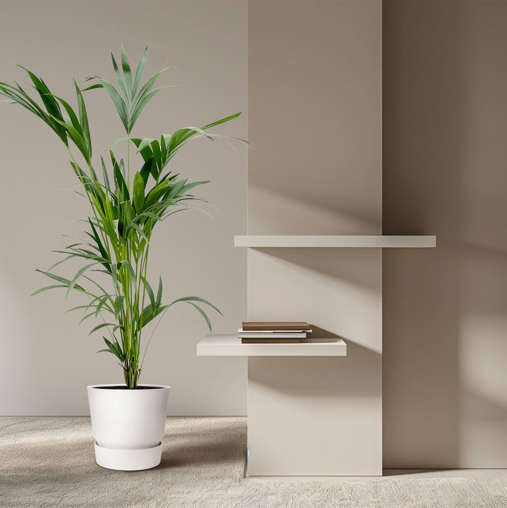Kentia palm – 160 cm – Ø24 - Botanic-Vibes
