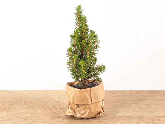 Mini-Weihnachtsbaum – 15–20 cm – Ø6 – Picea Glauca ‘Perfecta’
