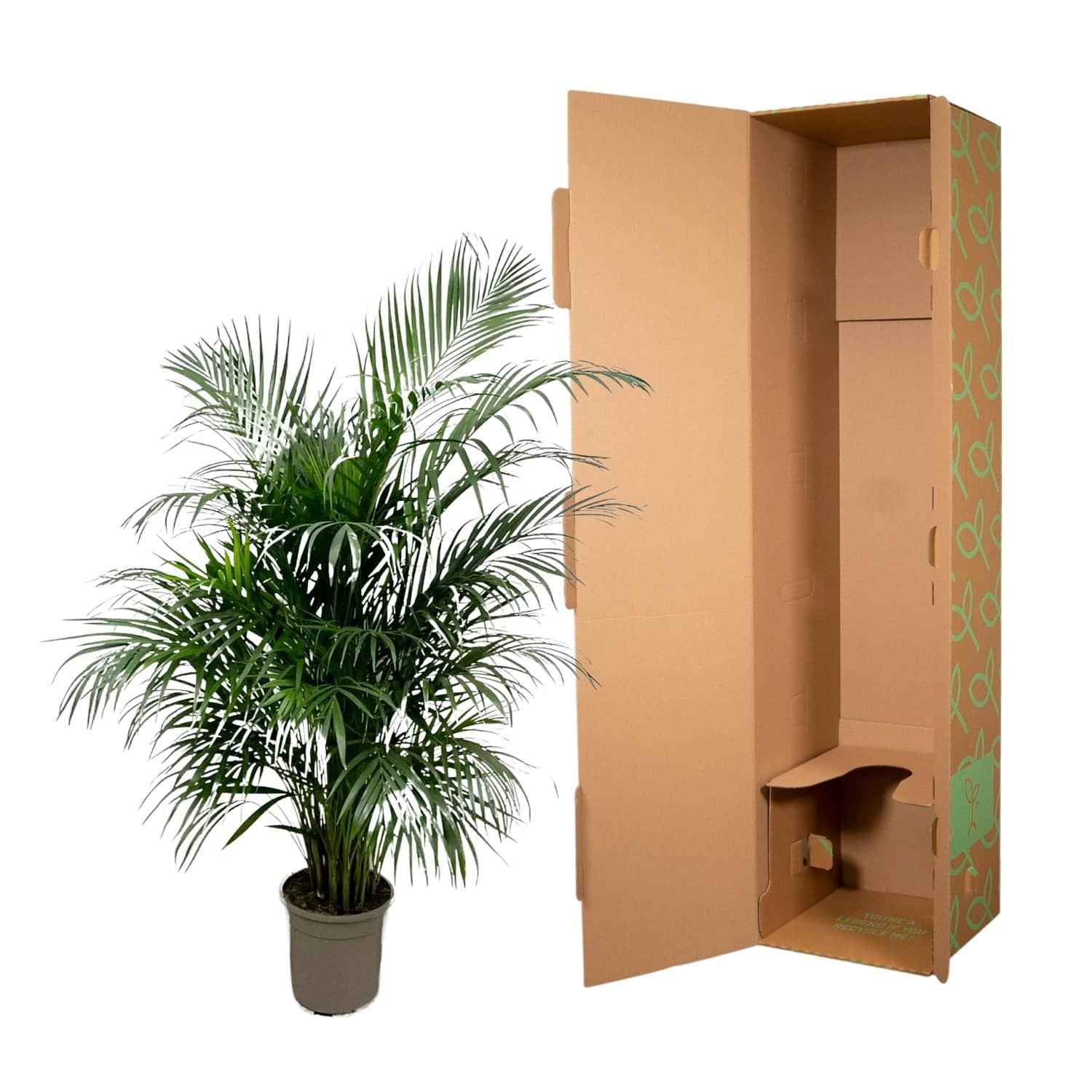 Dypsis lutescens (Areca-Palme) – 150 cm – Ø24 - Botanic-Vibes