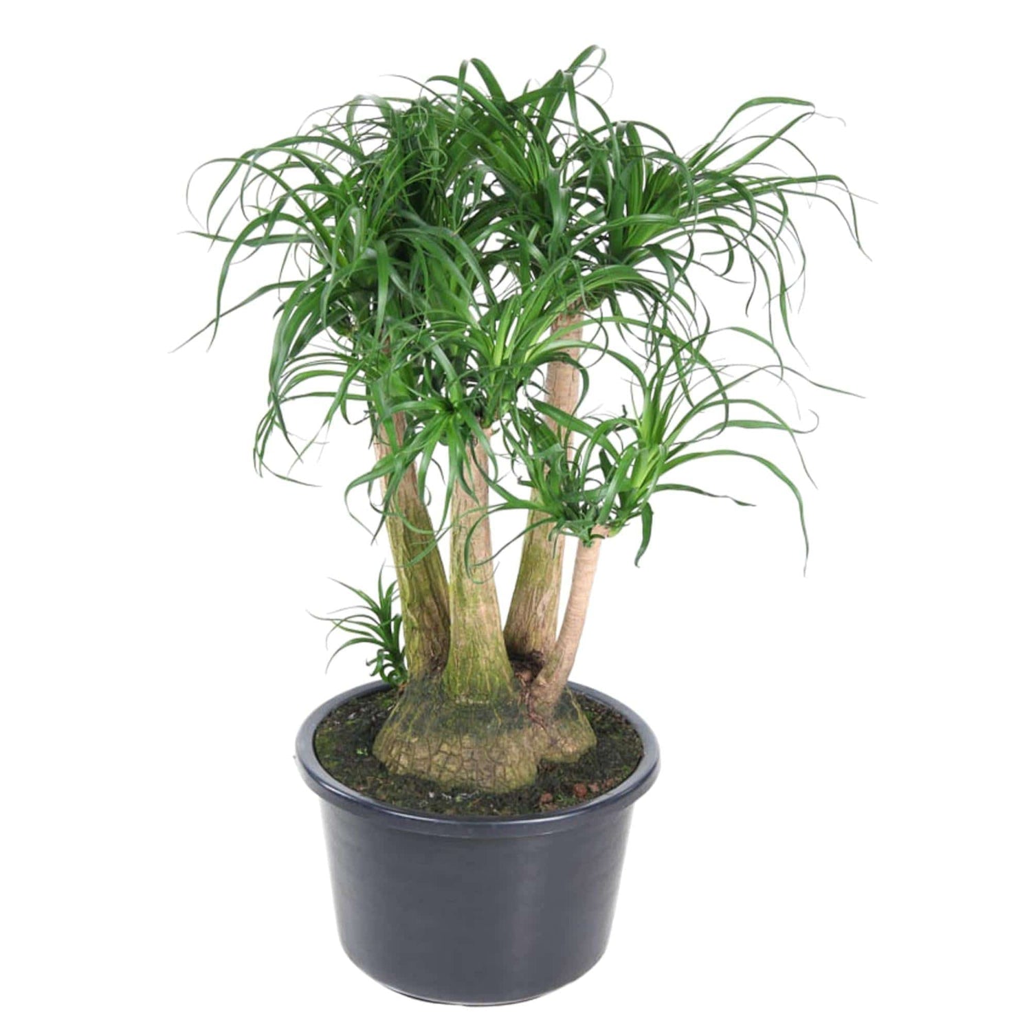 Beaucarnea verzweigt – 110 cm – ø41 - Botanic-Vibes