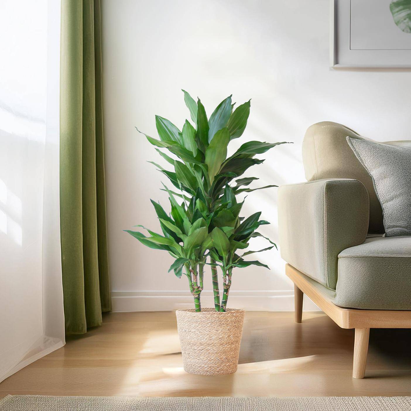 Dracaena  Janet Lindt mit Sofia-Korb natur - 95cm - Ø21 - Botanic-Vibes