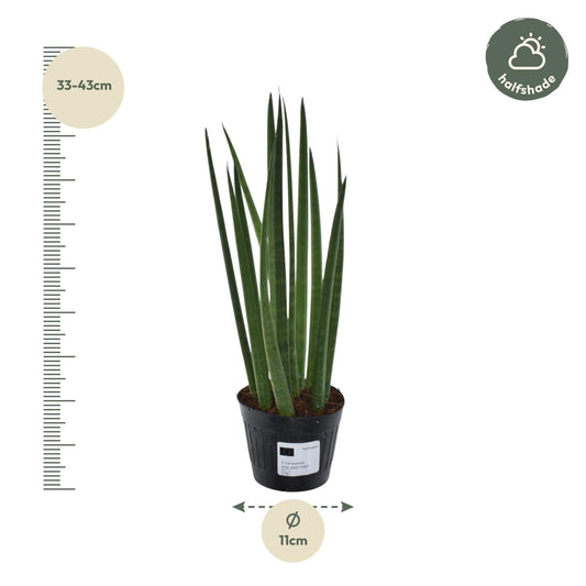 Sansevieria cylindrica 'Bacularis' / Mikado – 38 cm – Ø10,5