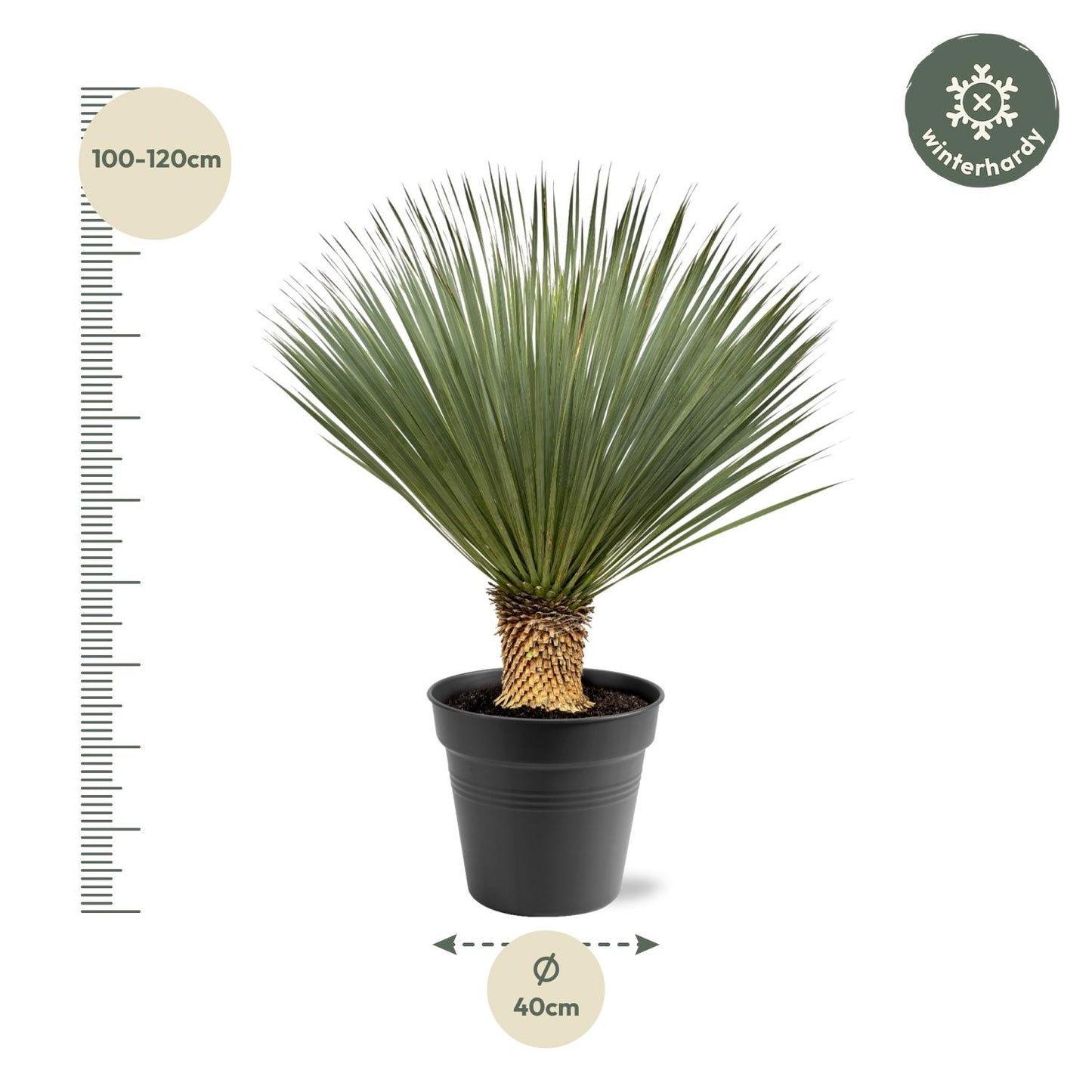 Yucca Rostrata – 100–120 cm – Ø40