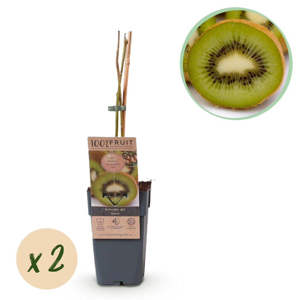 Obstpflanze, Actinidia deliciosa Jenny, Kiwi-Pflanze, Selbstbestäubend, Grüne Frucht, 2 Pflanzen, Topf 15 cm, 50 cm
