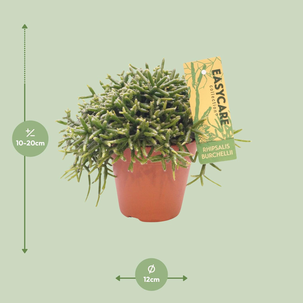 Rhipsalis Burchellii, Ø12 cm Höhe 20