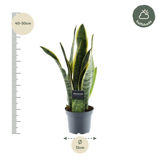 Sansevieria laurentii – 45 cm – Ø12