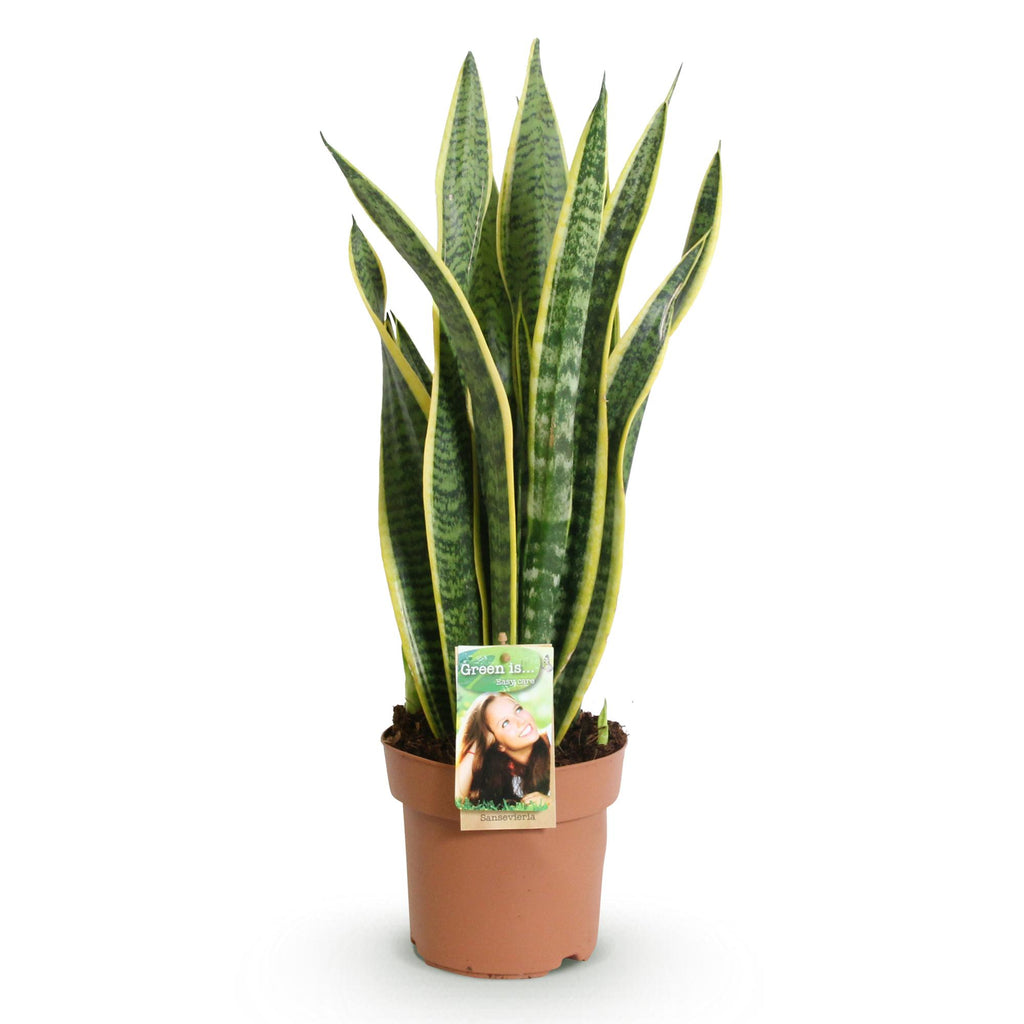 Zimmerpflanzen, Sansevieria Laurentii, Schwiegermutterzunge, Wenig Pflege, Grün, Gelb, 1 Pflanze, Topf 17 cm, 60-70 cm