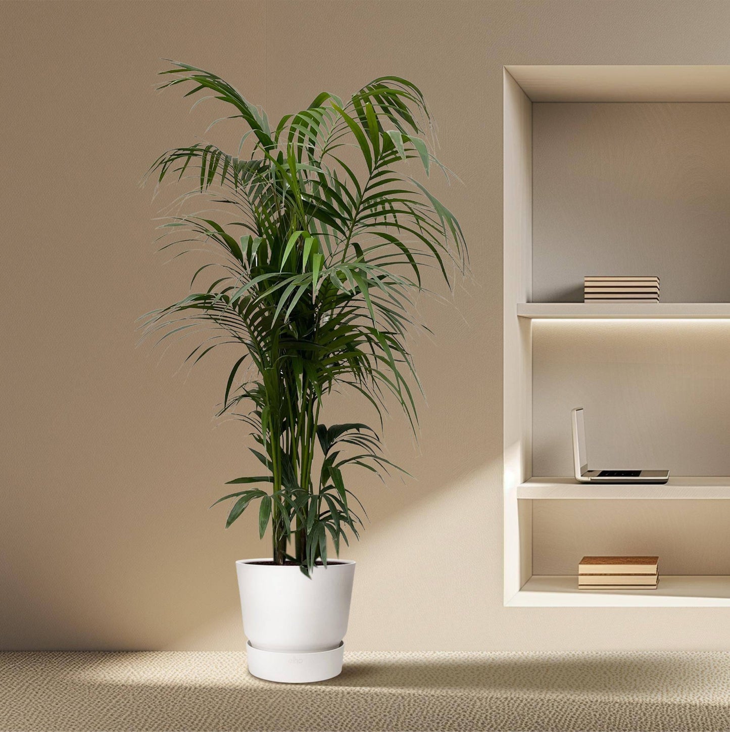 Kentia palm – 220 cm – Ø38 - Botanic-Vibes