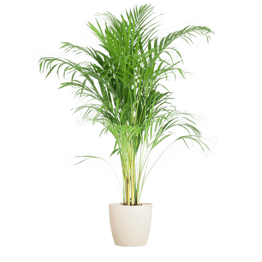 Areca Palm (Dypsis) mit Viber Weiß - 100cm - Ø21 - Botanic-Vibes