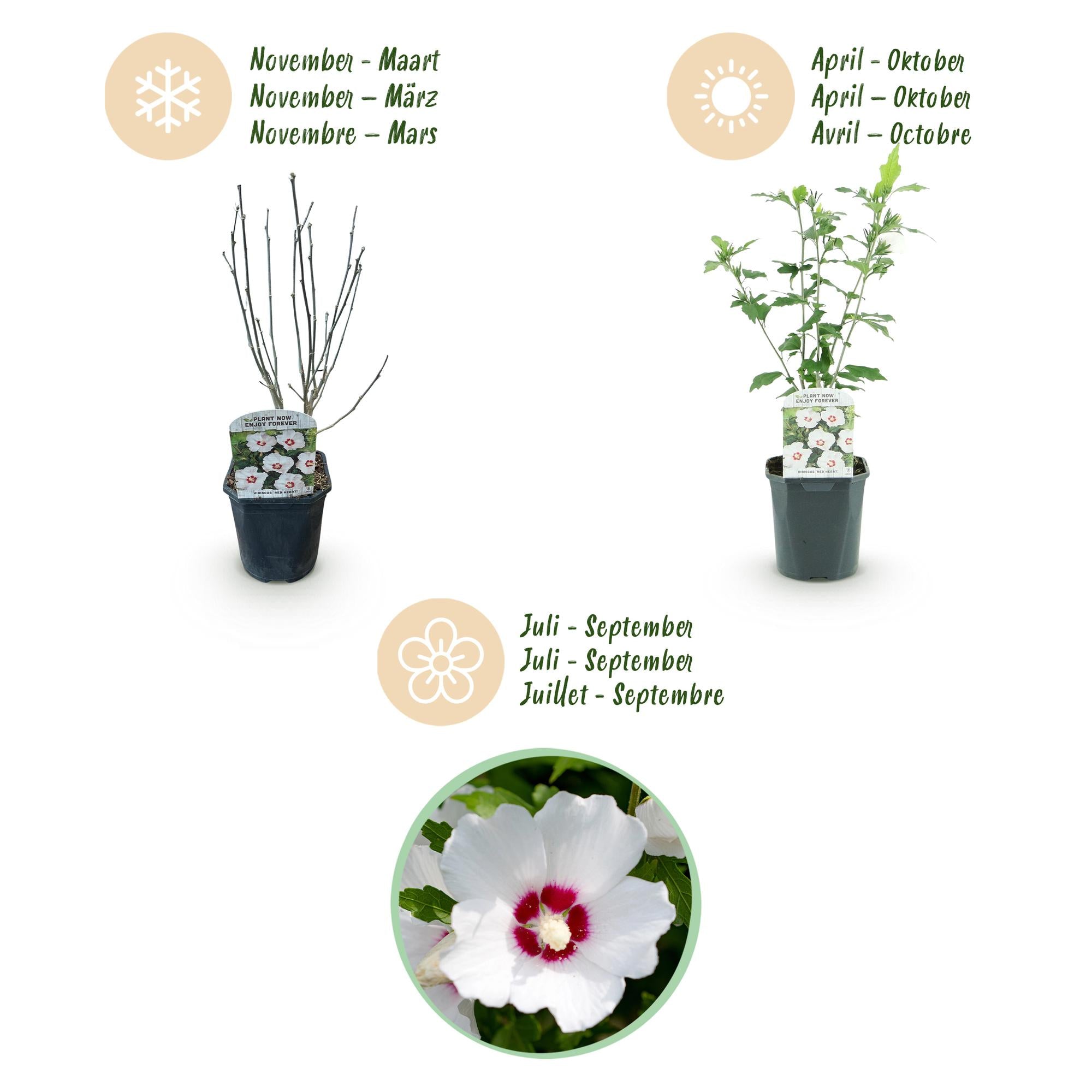Sträucher, Hibiscus syriacus Rot Heart, Blüte Weiß Mit Rotem Herzen, 1 Pflanze, Laubabwerfend, Wenig Pflege, Topf 17 cm 45 cm