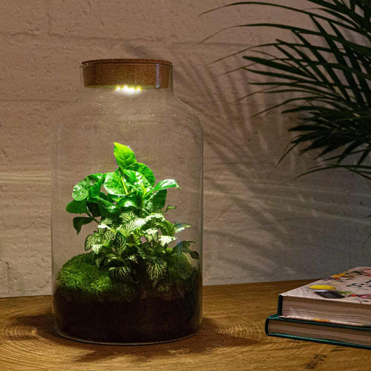 Flaschengarten – Milky Coffea mit Lampe – 31 cm – Rechen + Schaufel + Pinzette