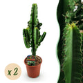 Euphorbia eritrea, Afrikanischer Milchbaum, Wenig Pflege, Grün, 2, Topf 17 cm, 60 cm