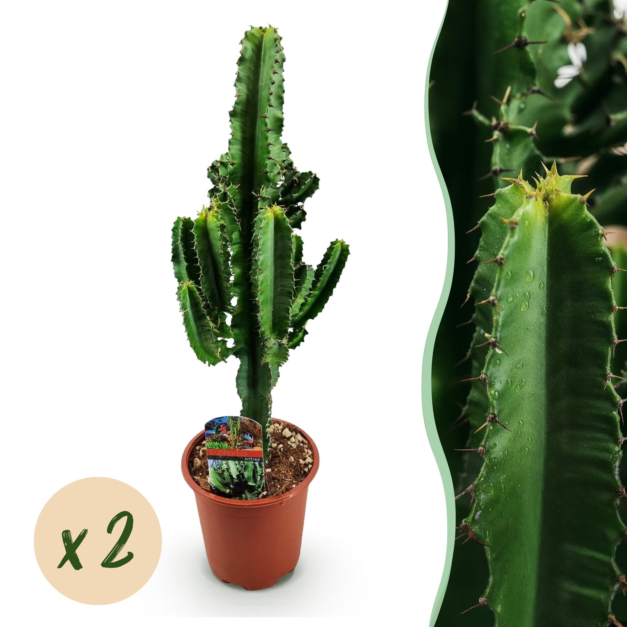 Euphorbia eritrea, Afrikanischer Milchbaum, Wenig Pflege, Grün, 2, Topf 17 cm, 60 cm