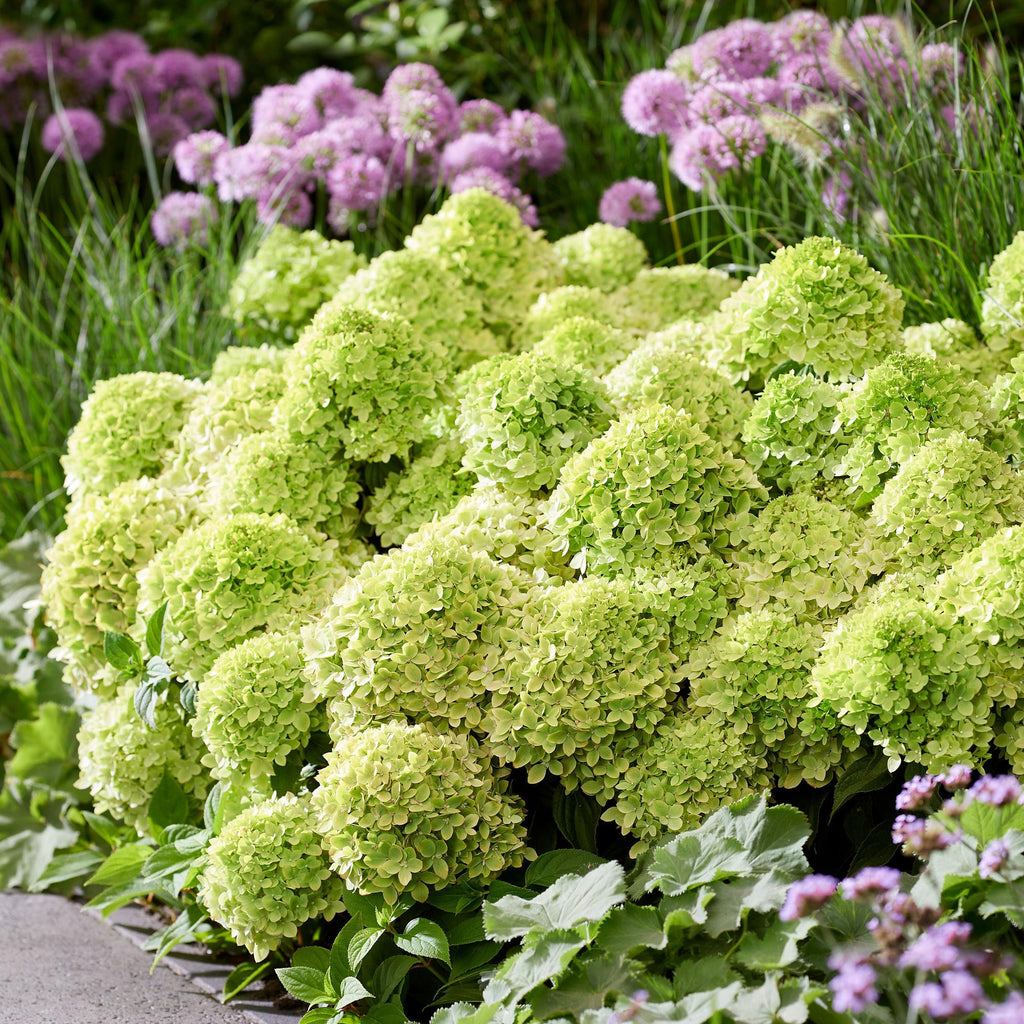 Hydrangea panniculata Groundbreaker Greeny, Rispenhortensie, Winterhart, Creme, 1 Pflanze, Topf 14 cm, 20-25 cm