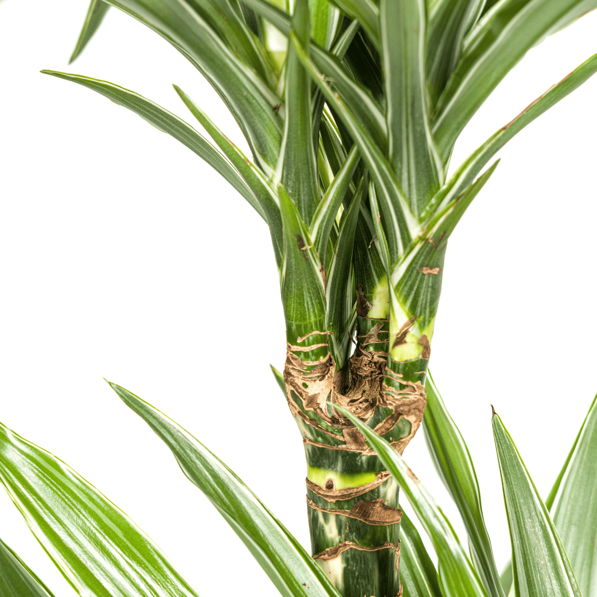 Dracaena Deremensis White Stripe Ø19cm - ↕70 - 90cm - Botanic-Vibes