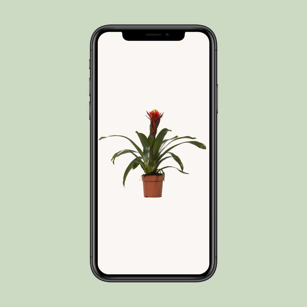 Guzmania Happiness, Ø12 cm Höhe 45