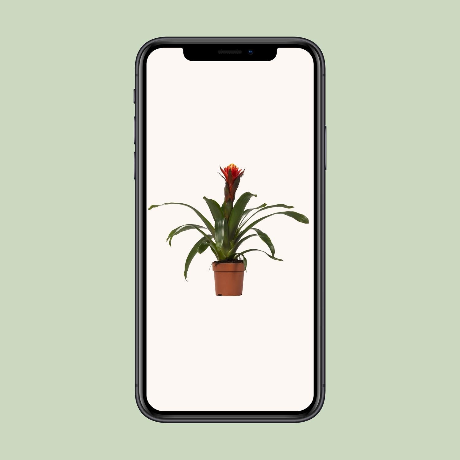 Guzmania Happiness, Ø12 cm Höhe 45