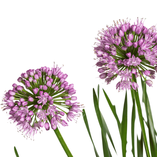 Allium senescens Millenium Ø19 cm - ↕60 cm - Botanic-Vibes