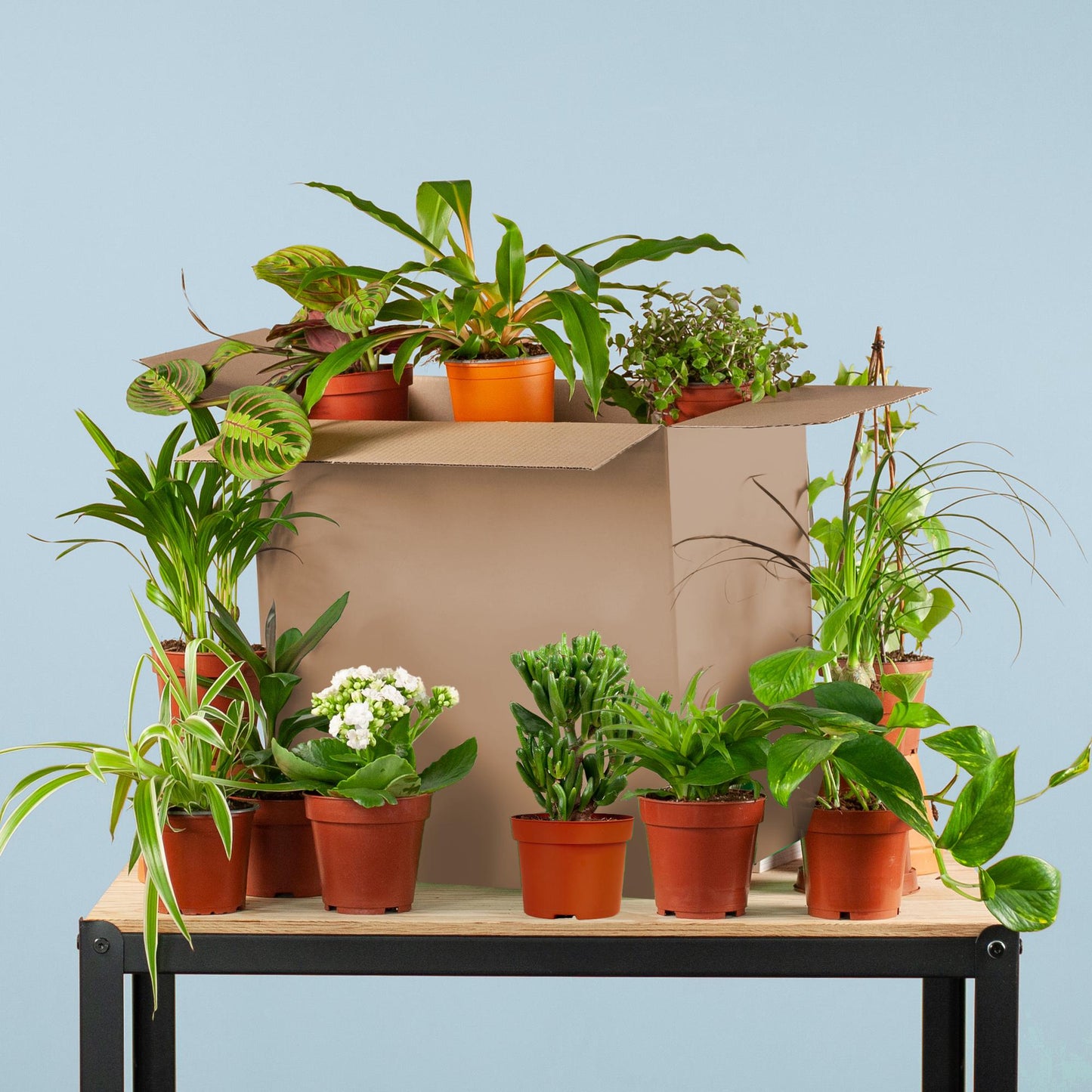 Green misfitbox: zimmerpflanzen 12er set