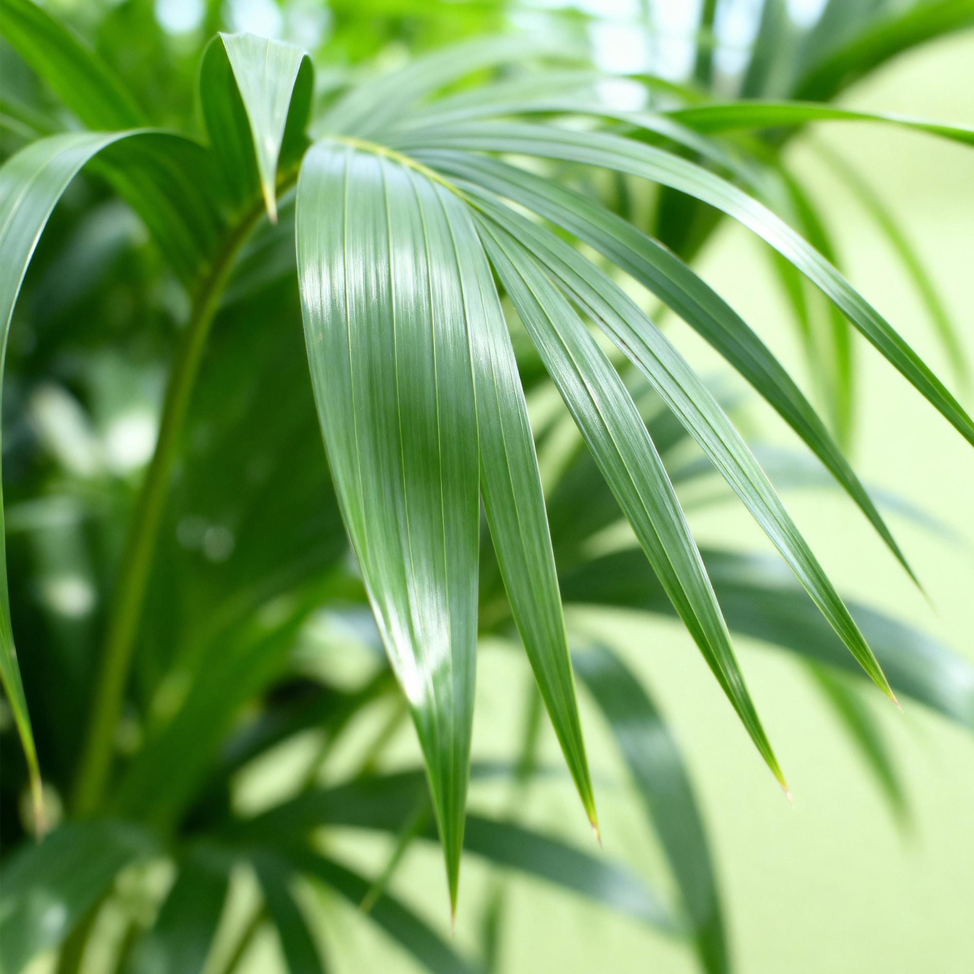 Howea Forsteriana, Kentia Palme, Wenig Pflege, Grün, 1 Pflanze, Topf 17 cm, 70-75 cm