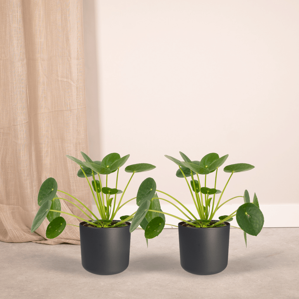 2x Pilea Peperomiodes, Pfannkuchenpflanze, 20 cm, Ø12 cm