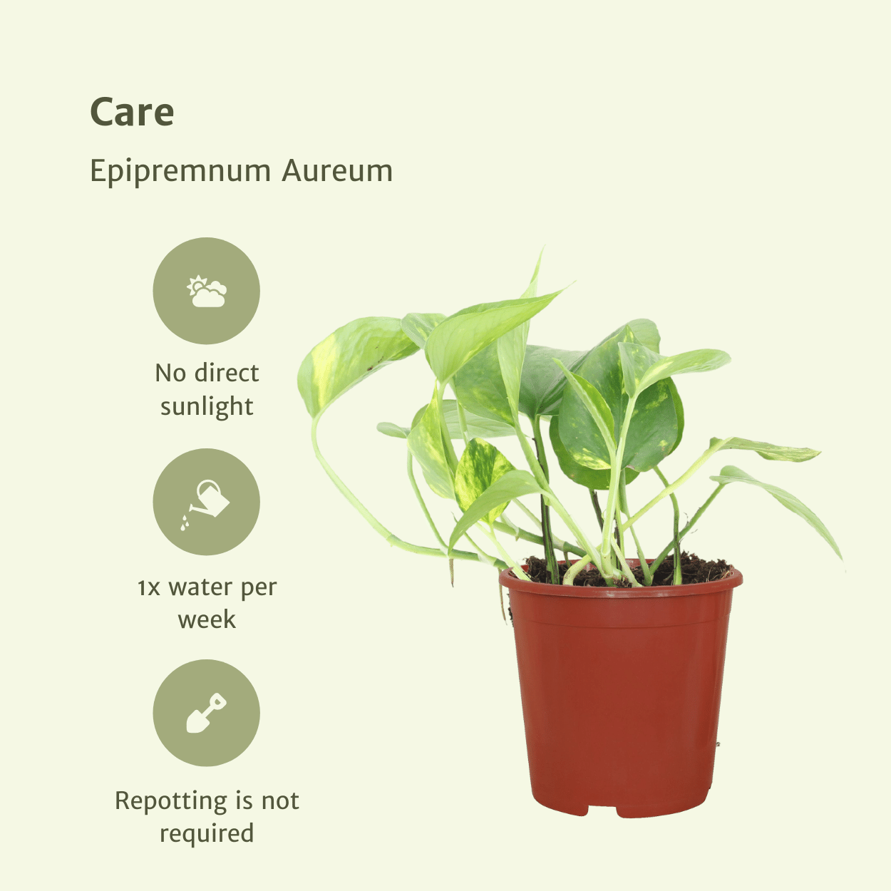 2x Epipremnum Aureum, Scindapsus, 20 cm, Ø12 cm