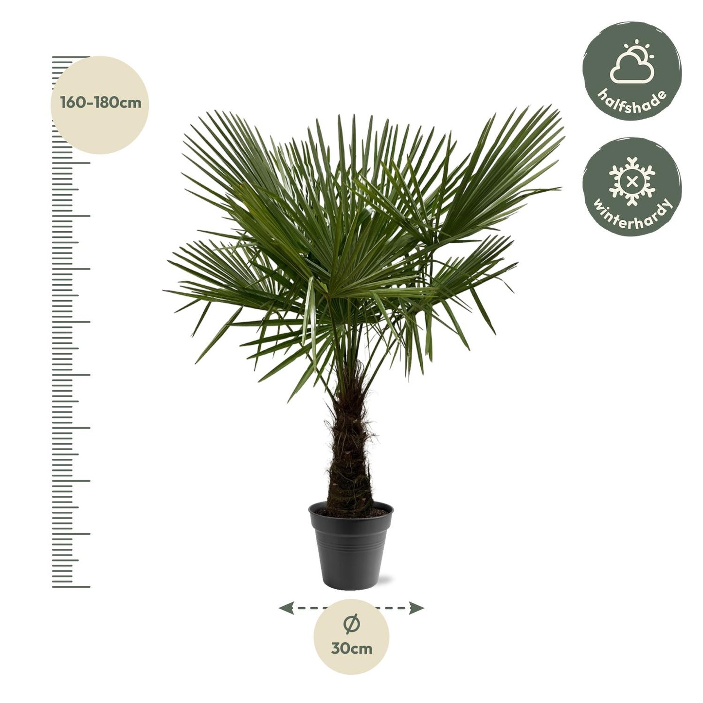 Trachycarpus fortuneii – 160–180cm – Ø30
