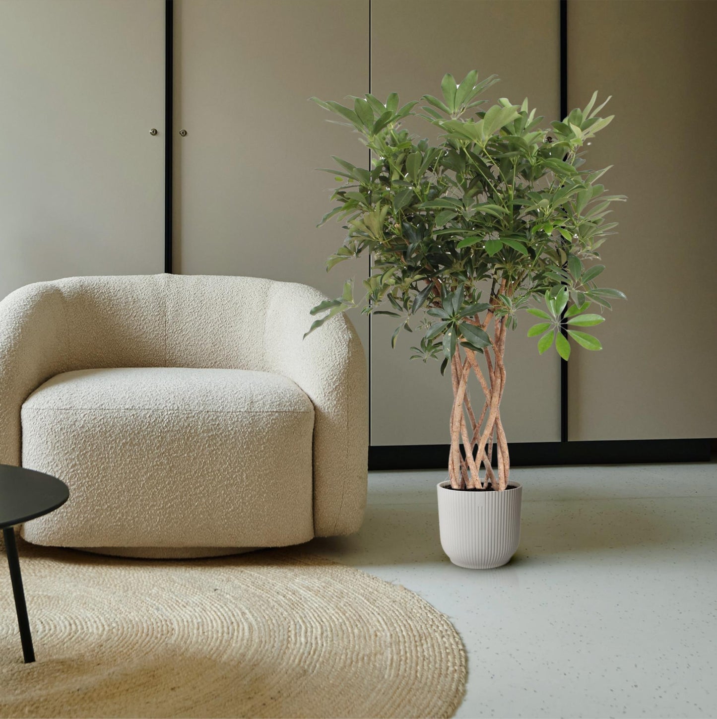 Schefflera arboricola Compacta – geflochtener Stamm – 130 cm – Ø30