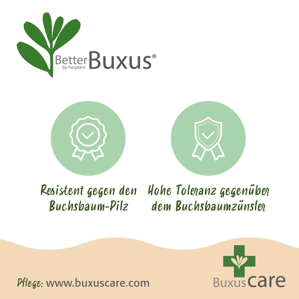 Buxus Kugel, BetterBuxus Skylight, Widerstandsfähig gegen die Buxuskrankheit, 1 Pflanze, Topf 23 cm Kugel 25 cm