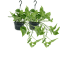2x Epipremnum Aureum, Scindapsus, 25 cm, Ø15 cm