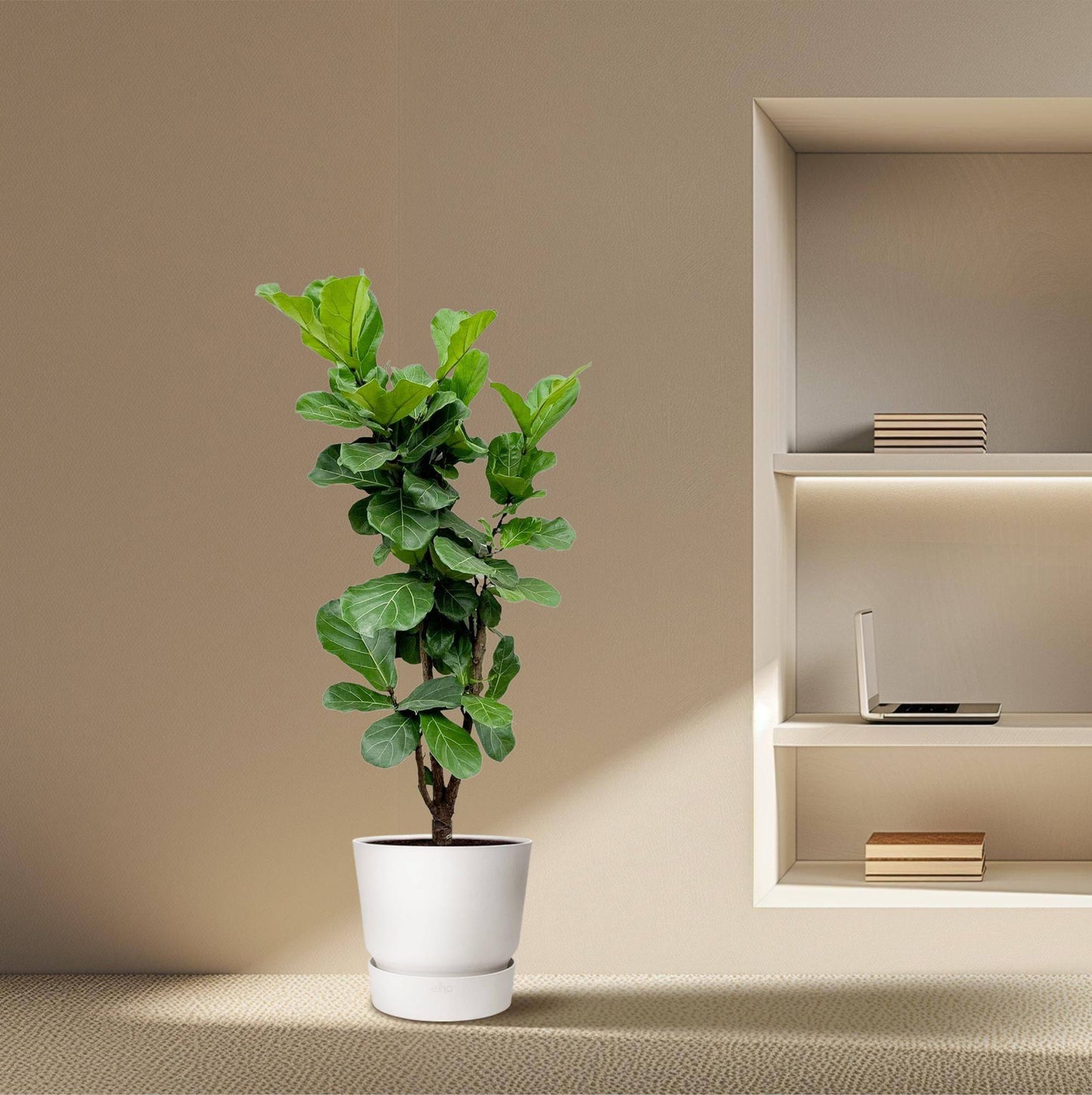 Ficus Lyrata verzweigt – 180 cm – Ø32 - Botanic-Vibes