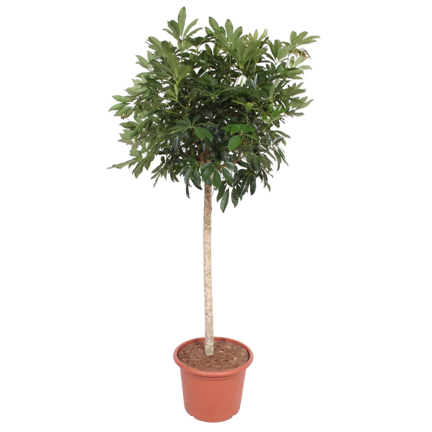 Schefflera arboricola Compacta – Baumform – 190 cm – Ø45