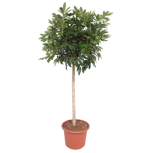 Schefflera arboricola Compacta – Baumform – 190 cm – Ø45