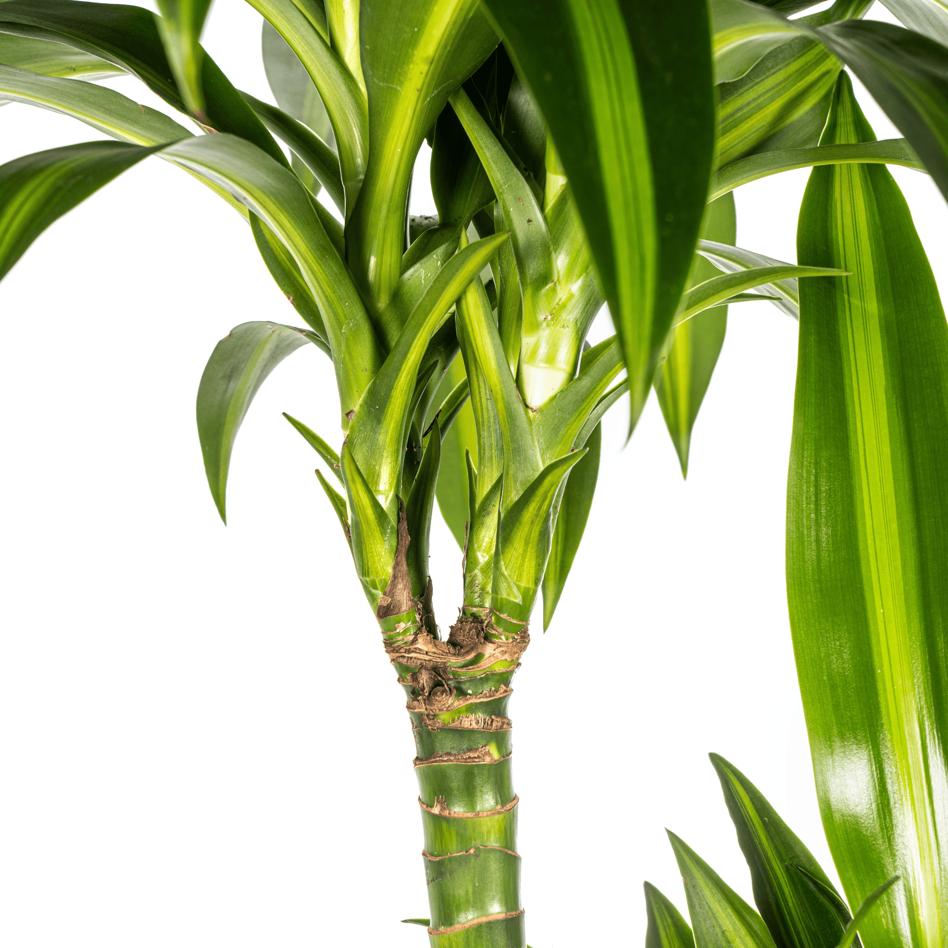 Dracaena Deremensis Hawaiian Sunshine Ø24cm - ↕130 - 150cm - Botanic-Vibes