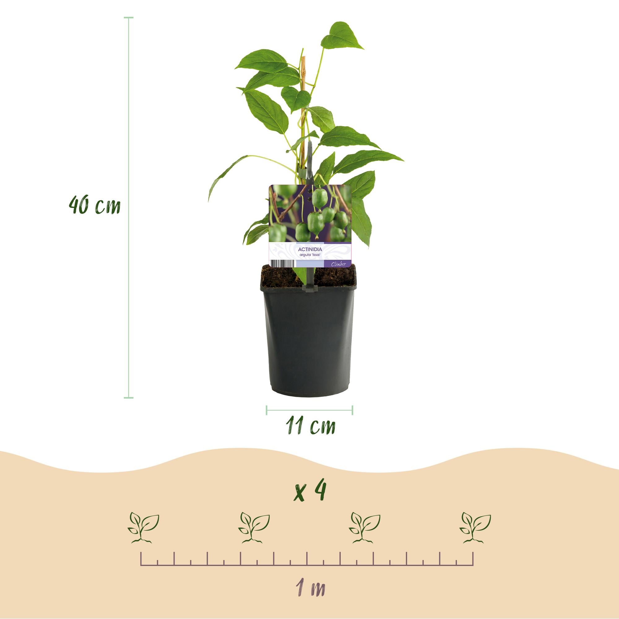 Obstpflanze, Kiwi, Actinidia arguta Issai, Grüne Frucht, 2 Pflanzen, Topf 11 cm 40 cm