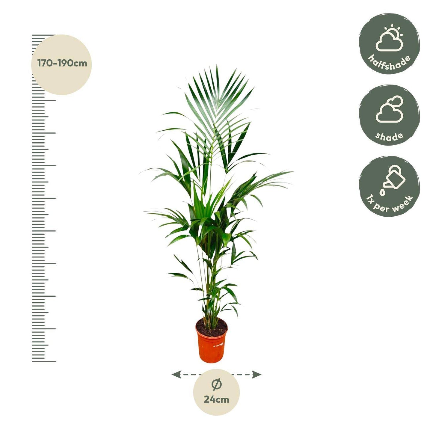 Kentia palm – 180 cm – Ø24 - Botanic-Vibes