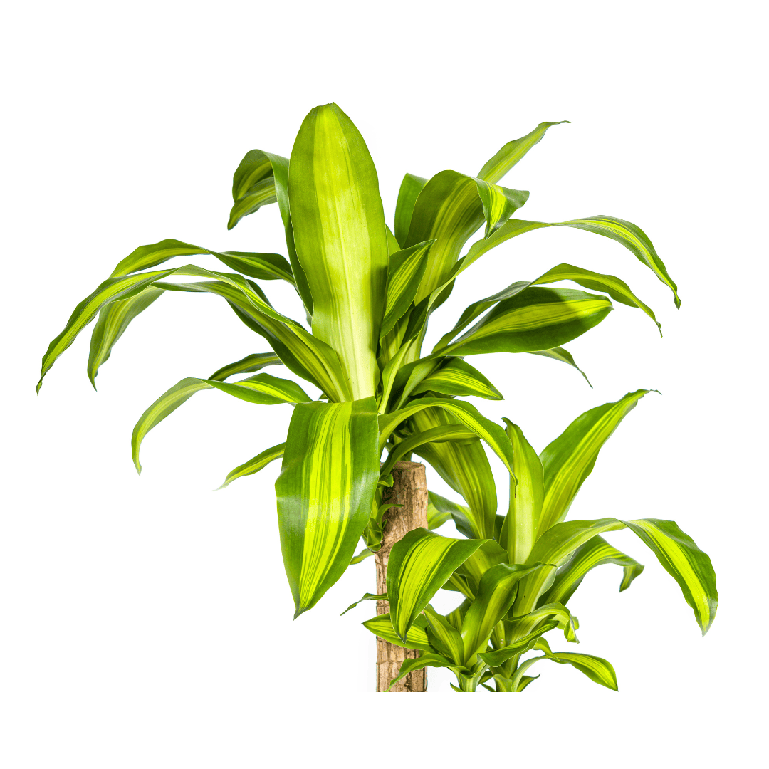 Dracaena Fragrans Massangeana Ø19cm - ↕70 - 90cm - Botanic-Vibes