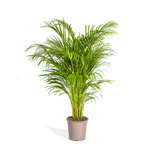 Dypsis Areca Lutescens Ø24cm - ↕120 - 140cm - Botanic-Vibes