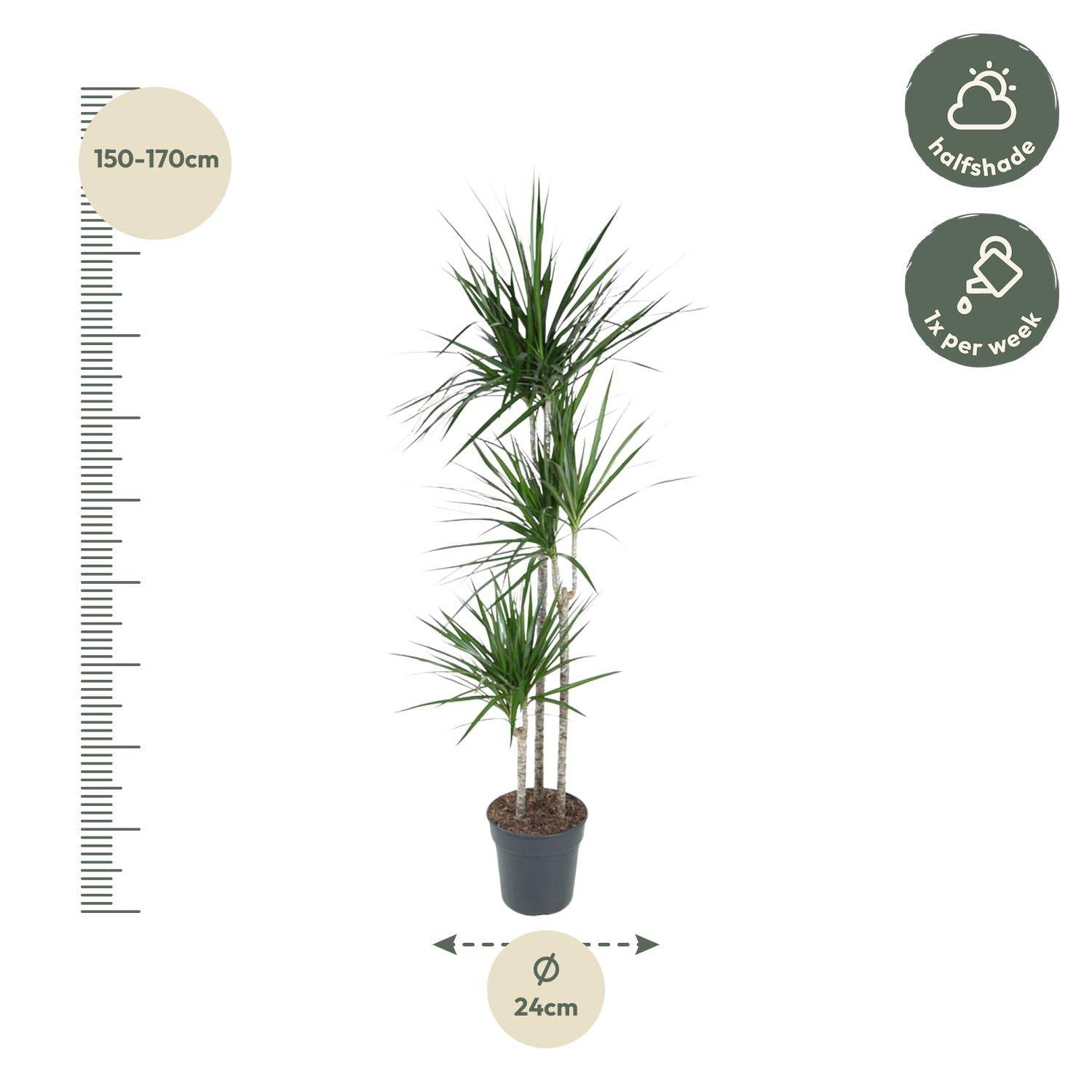Dracaena Marginata – 160 cm – Ø24 - Botanic-Vibes