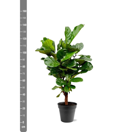 Ficus Lyrata verzweigt – 140–160 cm – Ø27–30 - Botanic-Vibes