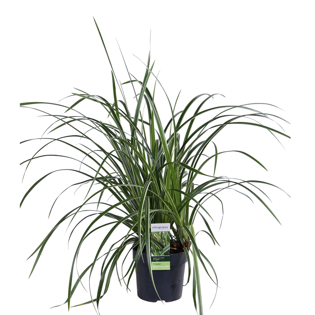 Carex morrowii 'Ice Dance', Ø14 cm, 30 cm