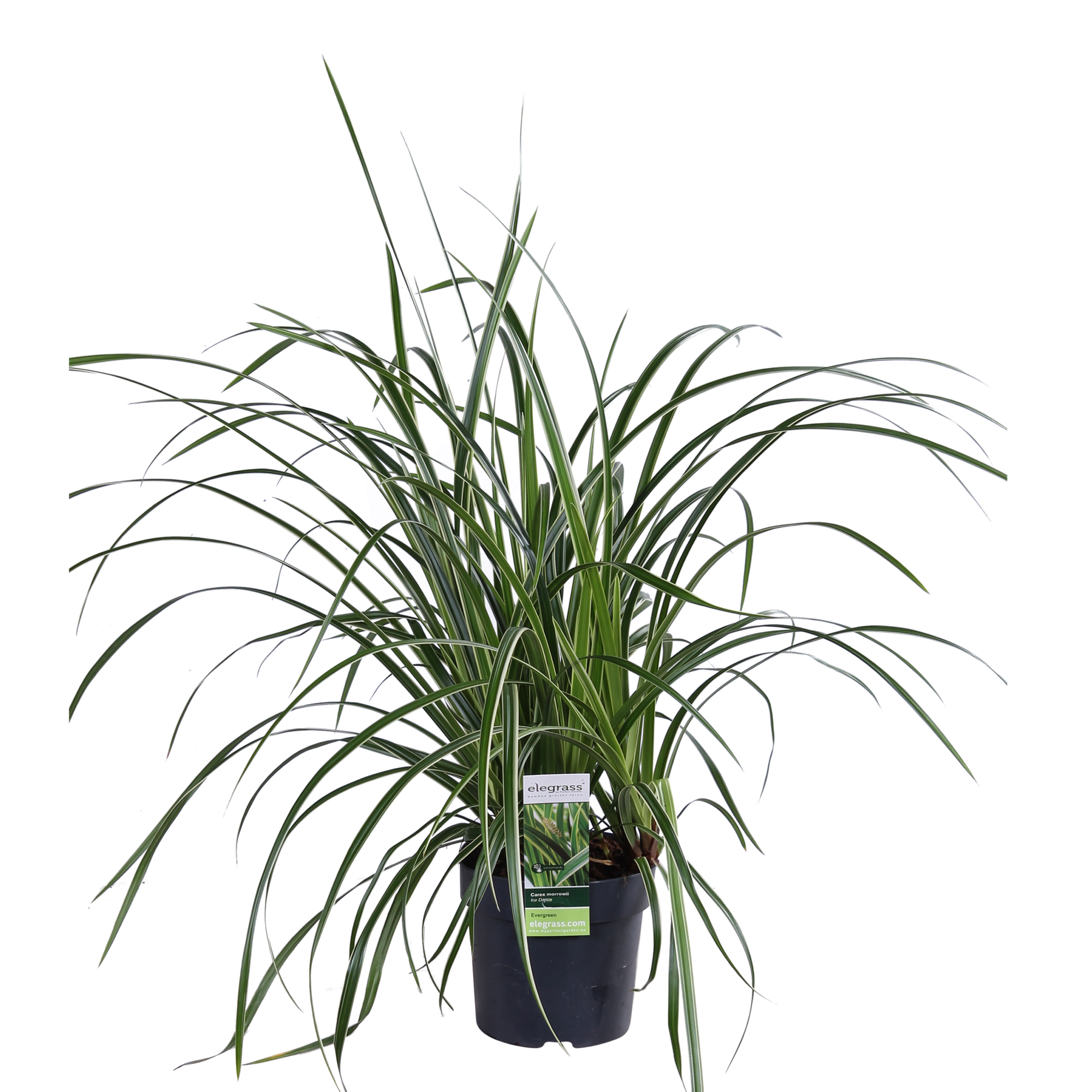 Carex morrowii 'Ice Dance', Ø14 cm, 30 cm